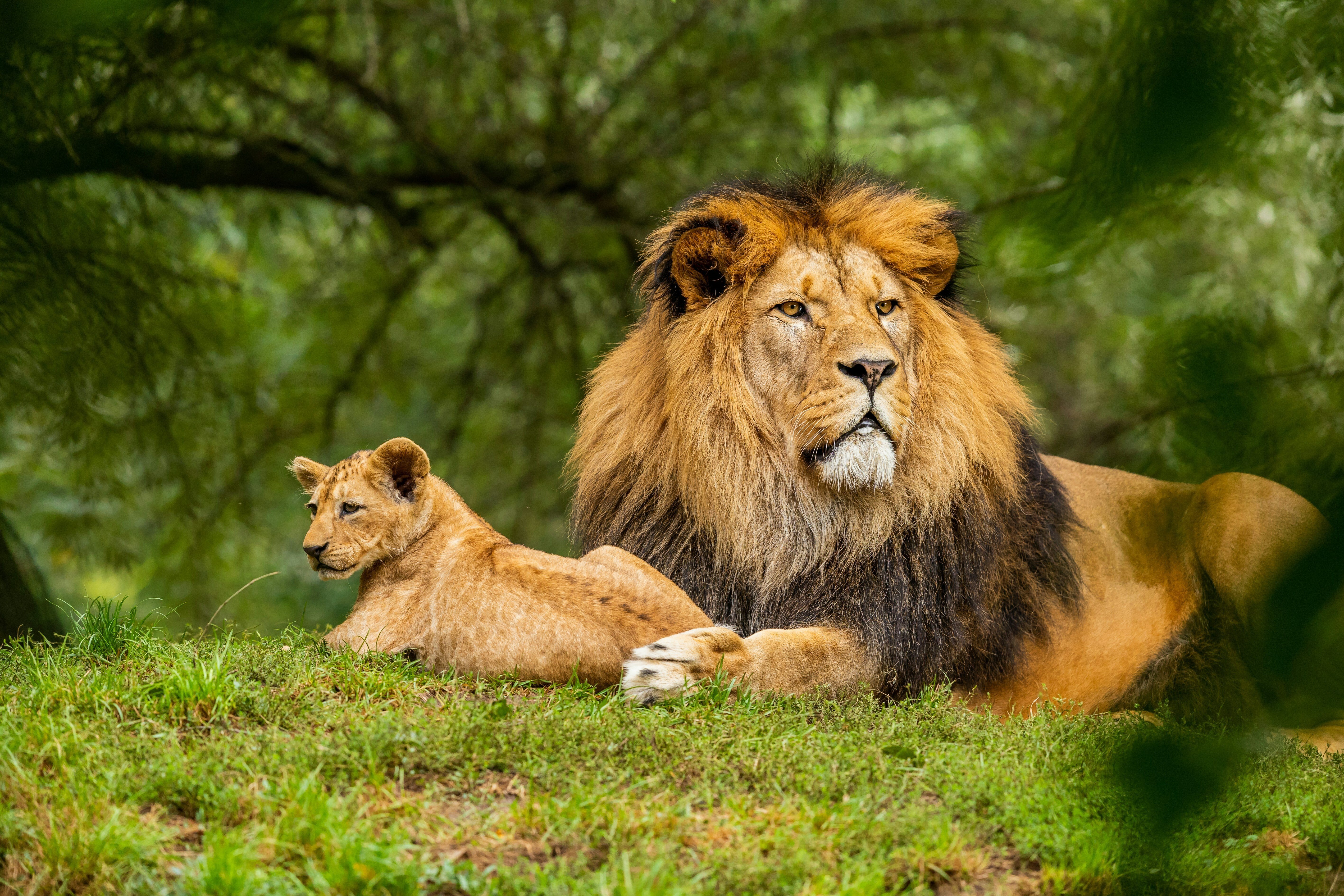 Leão e filhote em gramado verde.