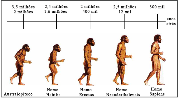 Linha do Tempo - Humanos