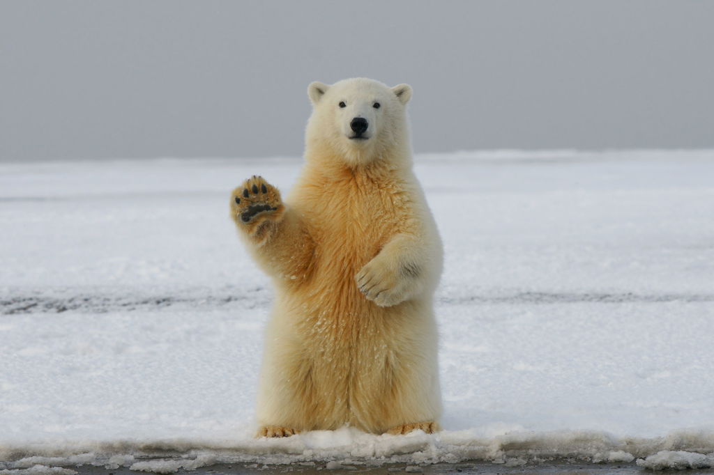 Urso polar em pé sobre o chão completamente cogelado.