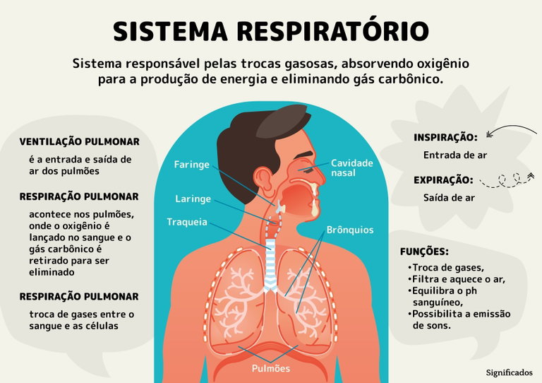 Sistema respiratório: o que é, função e anatomia - Significados