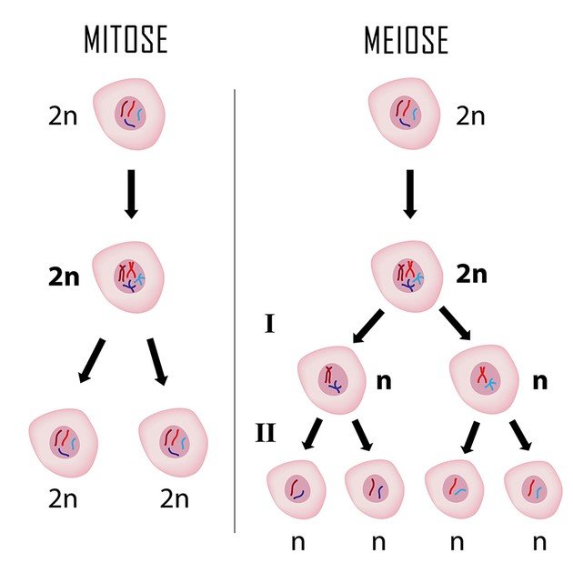 Mitose e meiose