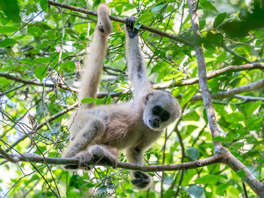 Filhote de primata de pelagem bege pendurado em galho de árvore.
