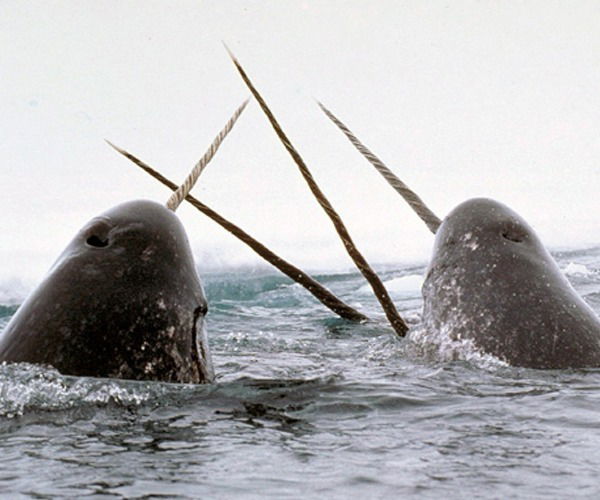 Unicórnio marinho - Narval