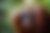 Orangotango de pelagem marrom avermelhado com uma das patas sobre a lateral do rosto.