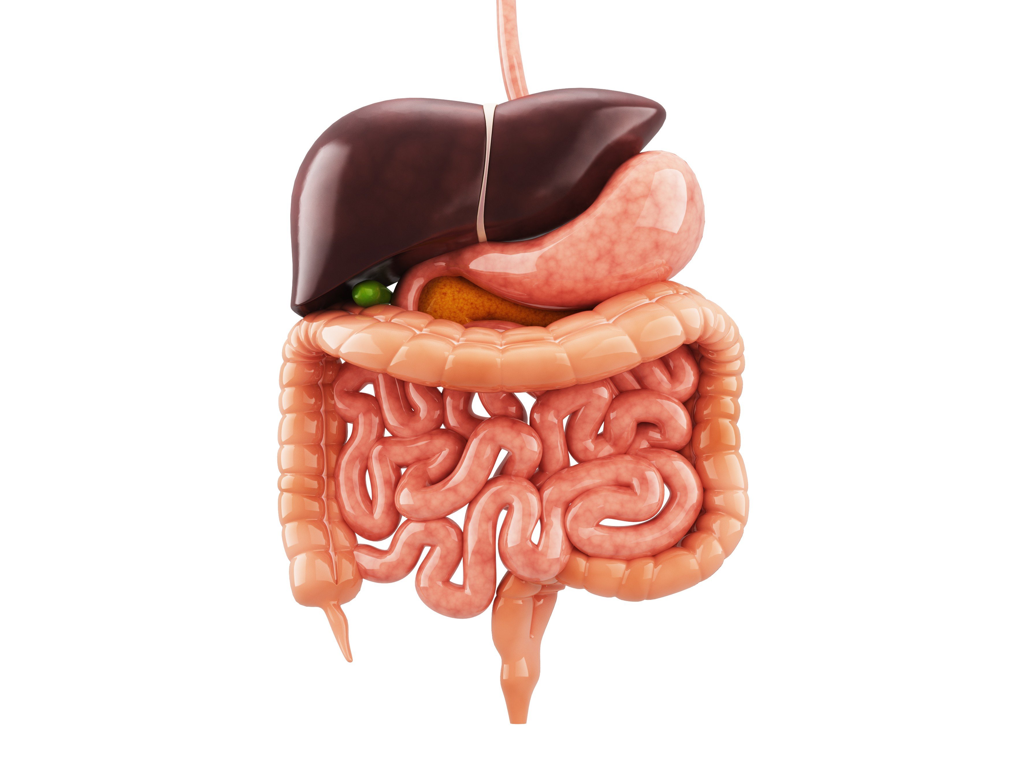 Ilustração mostrando todos os órgãos do sistema digestório.