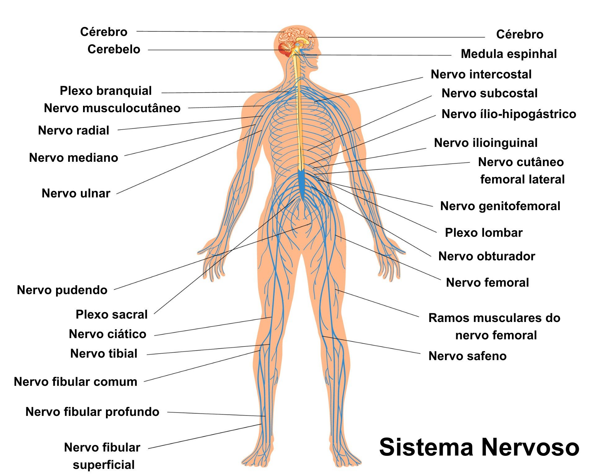 Estruturas e órgãos do sistema nervoso humano.