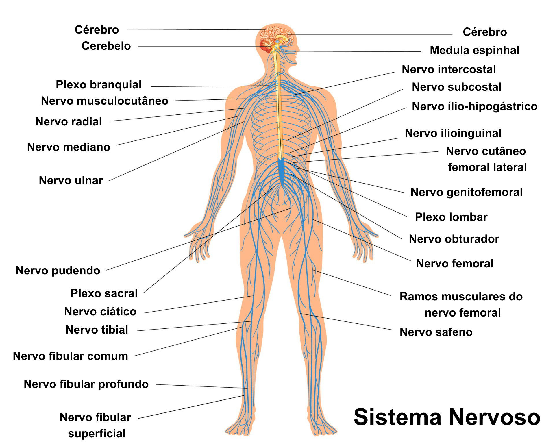 Sistema Nervoso Humano Central E Perif Rico O Que Enciclop Dia Significados