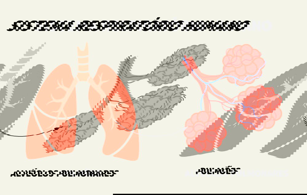 Esquema em branco e rosa mostrando os detalhes do pulmão e dos alvéolos pulmonares.