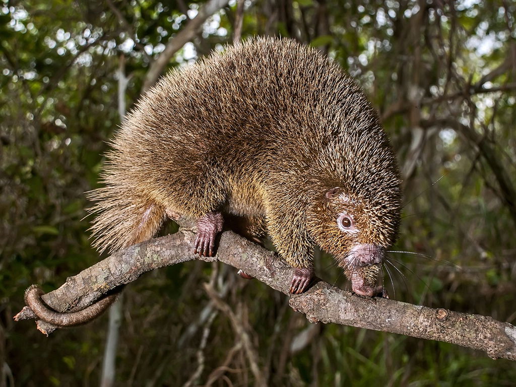 Ouriço de espinhos longos e de cor bege sobre galho de árvore.