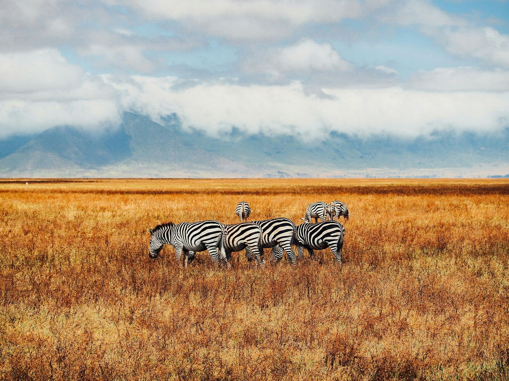 Grupos de zebras se alimenta na savana africana.