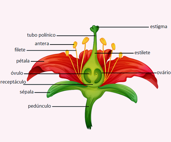Partes da flor - Significados