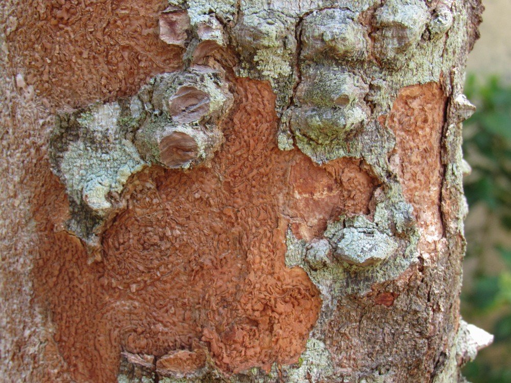 Caule da árvore pau-brasil de cor avermelhada.