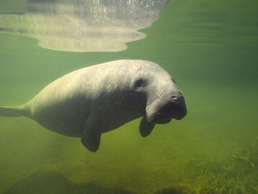 Peixe-boi da Amazônia em baixo d’água turva esverdeada.