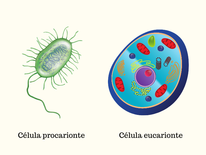 procarionte e eucarionte
