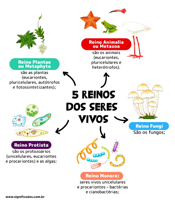 Entenda O Que é Taxonomia Biologia Significados