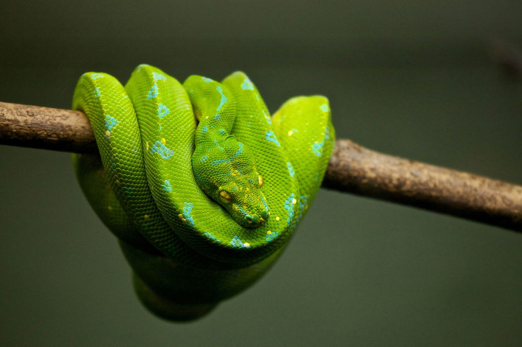 Cobra de cor verde enrolada em cima de um galho de árvore.