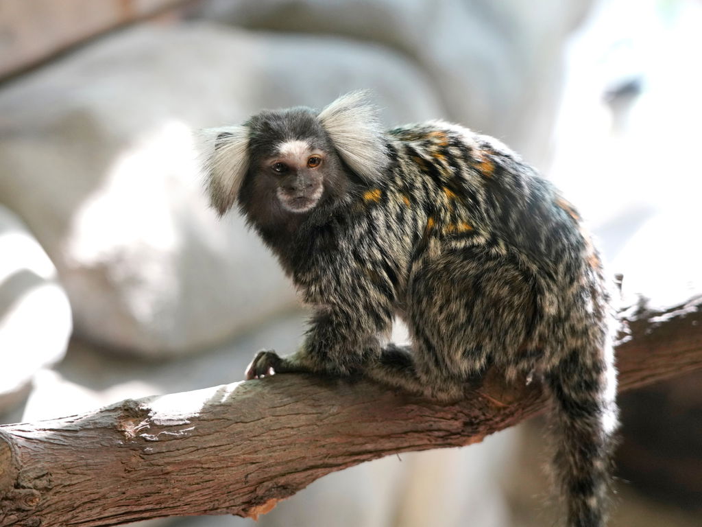 Pequeno primata de pelo escuro com dois tufos de pelos brancos saídos da lateral da cabeça.