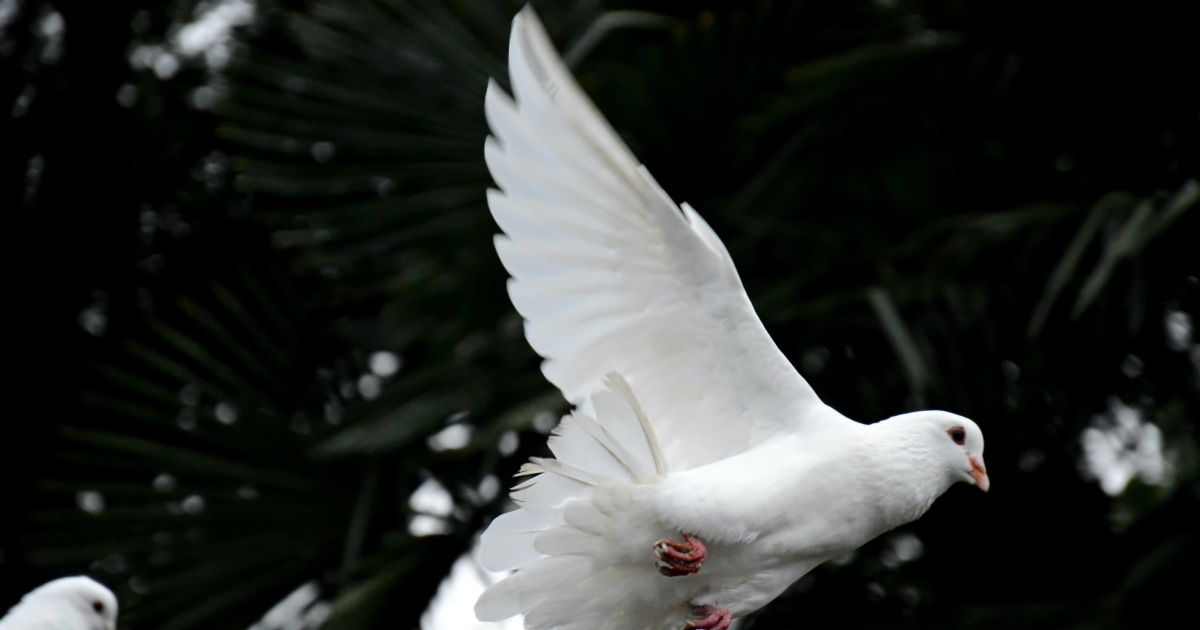 Significado de Shalom Adonai