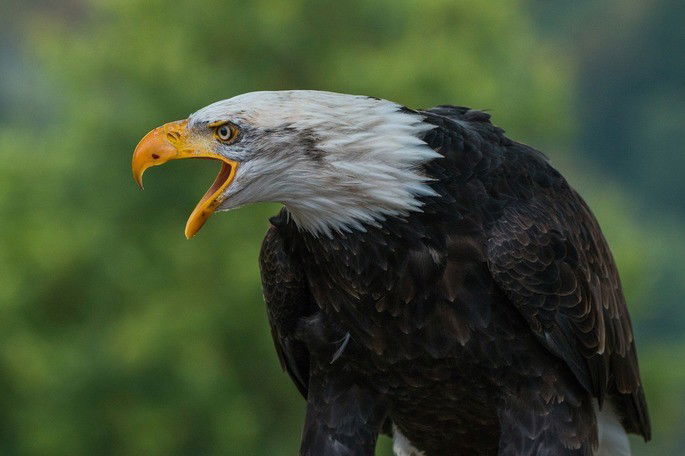 águia americana Haliaeetus leucocephalus