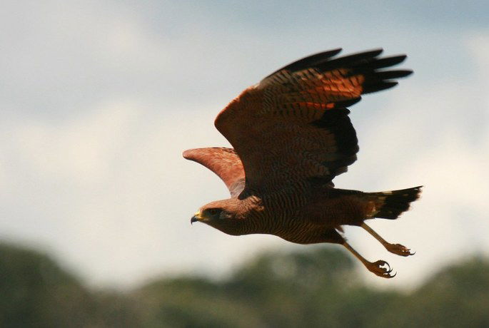 gavião caboclo Heterospizias meridionalis
