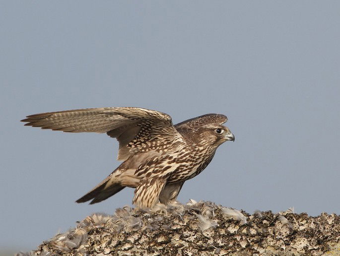 gerifalte Falco rusticolus