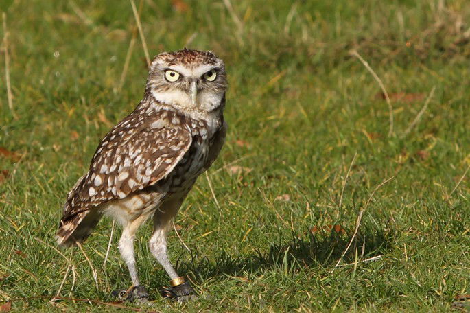 coruja buraqueira Athene cunicularia