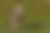 coruja buraqueira Athene cunicularia