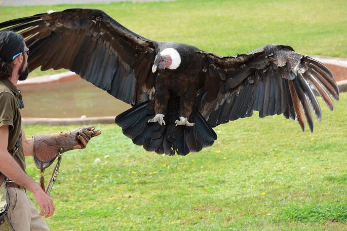 condor dos andes Vultur gryphus