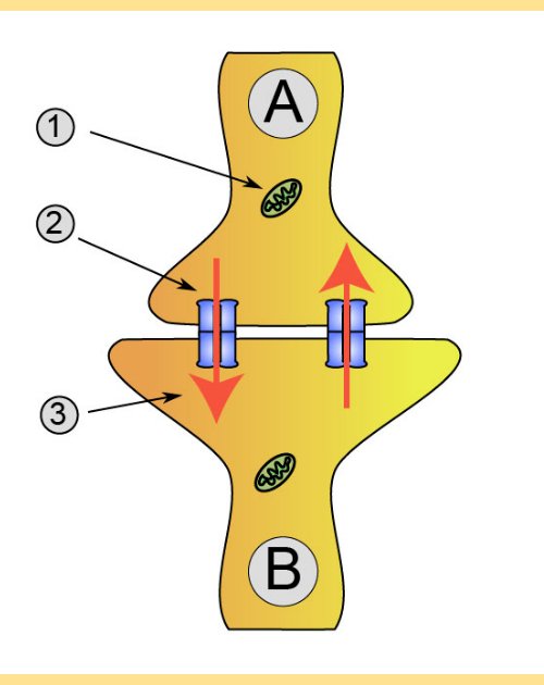 sinapse eletrica