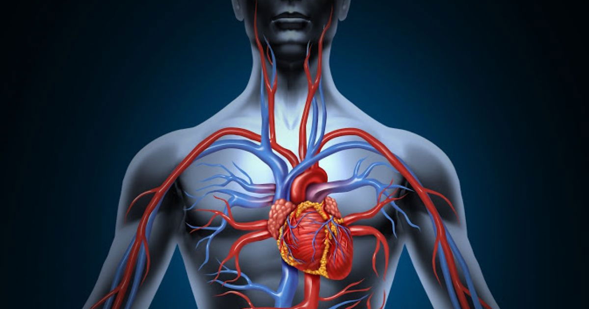 Sistema cardiovascular: o que é, função e anatomia - Significados