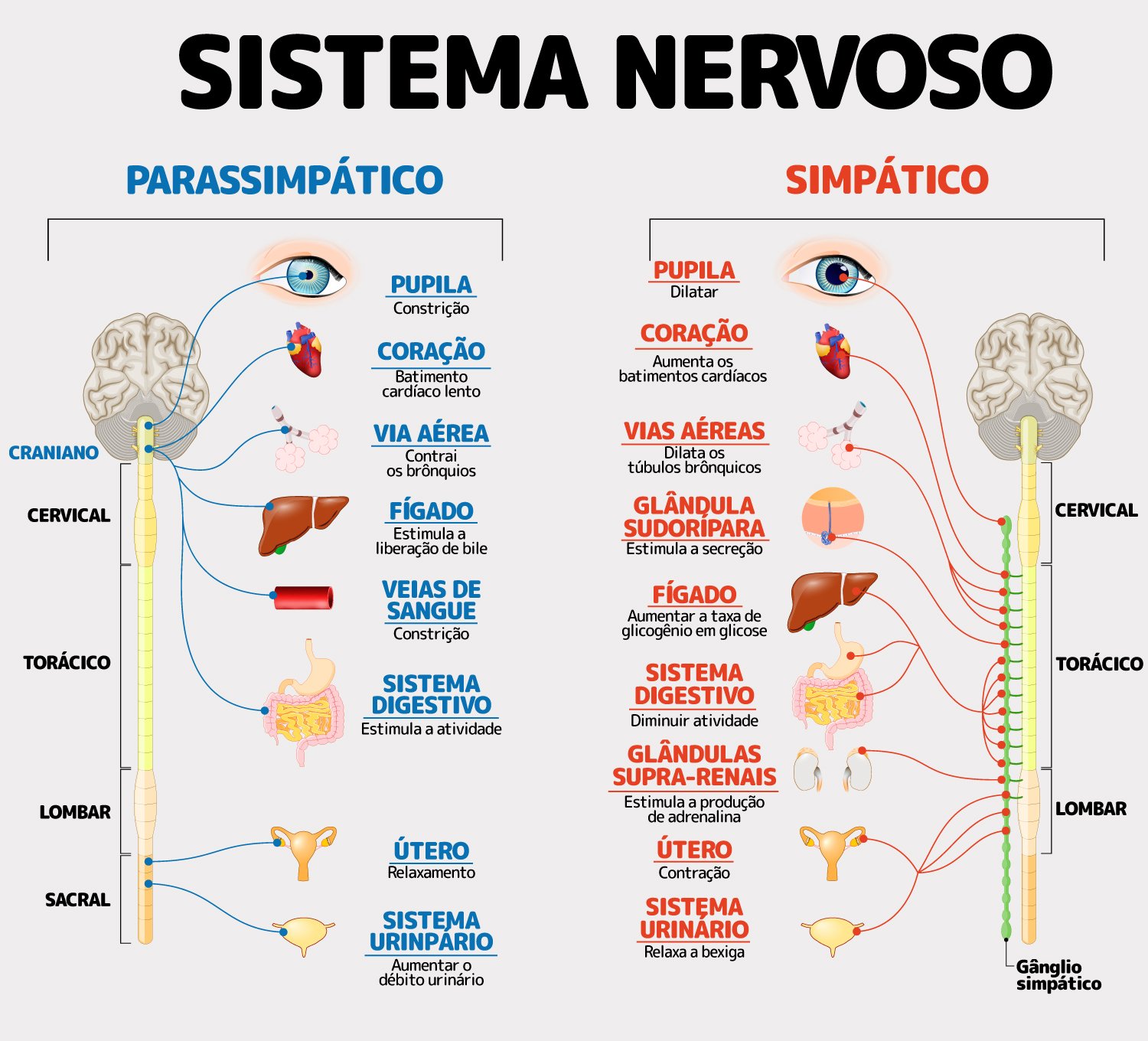 Sistema nervoso simpático e parassimpático