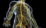 Sistema nervoso simpático e parassimpático (funções, diferença e o que são)