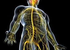 Sistema nervoso simpático e parassimpático (funções, diferença e o que são)