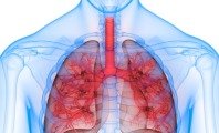 Sistema respiratório: o que é, função e anatomia