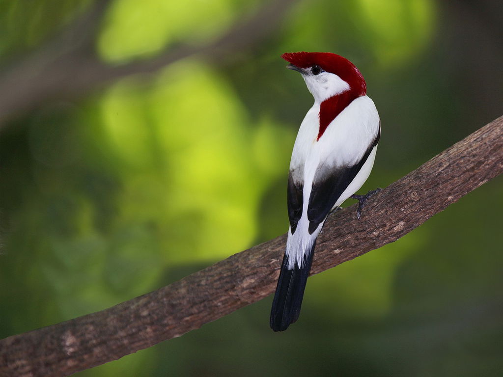 Pássaro pequeno de plumagem branca e topo da cabeça de cor vermelha sobre galho de árvore.