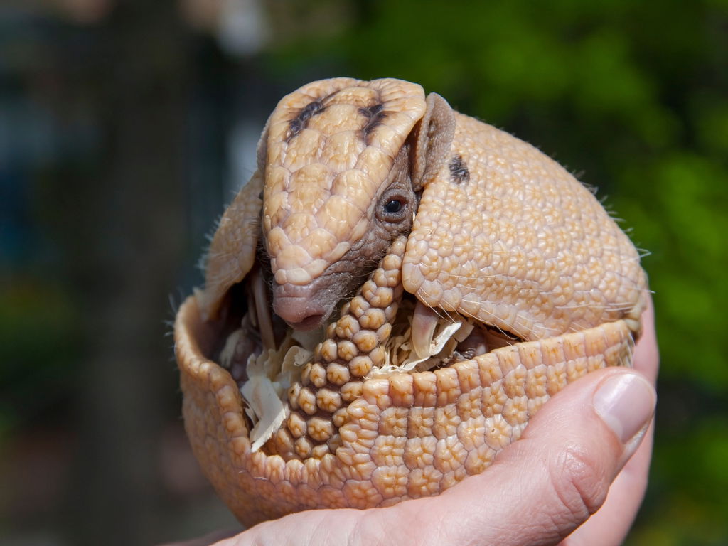 Tatu bola ligeiramente curvado para se fechar segurado por uma mão humana.