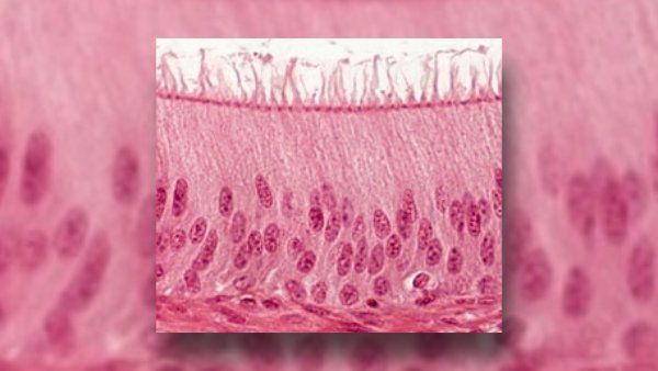 tecido epitelial