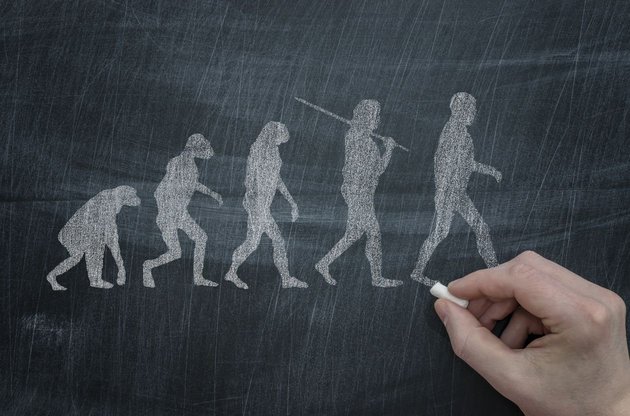 Teoria da evolução humana