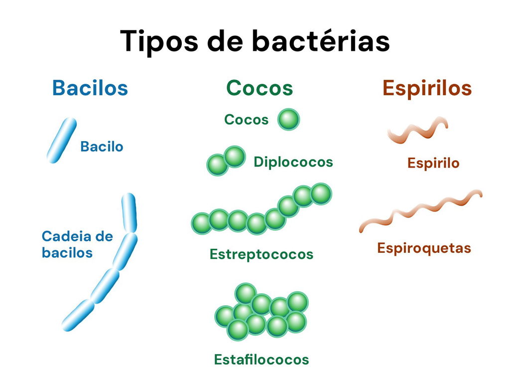 Ilustração sobre os tipos de bactérias, usando azul para os bacilos que são alongados, verde para os cocos que são esféricos, e vermelho para os espirilos que são espiralados.