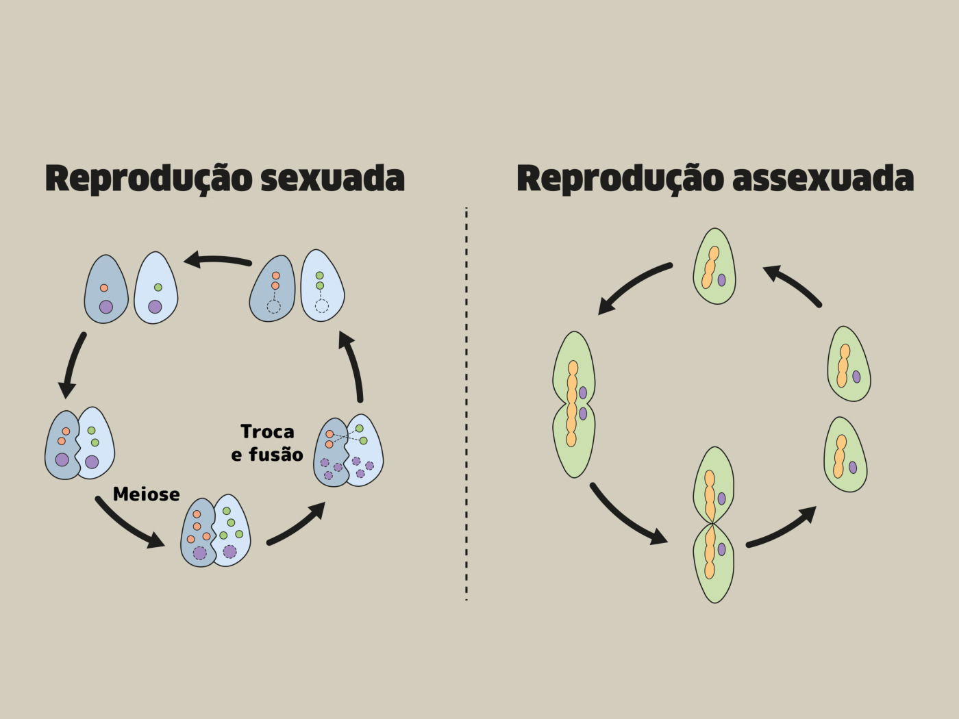 Tipos De Reprodução Assexuada E Sexuada O Que São E Exemplos Enciclopédia Significados 8392