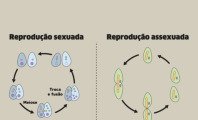 Tipos de reprodução (assexuada e sexuada): o que são e exemplos