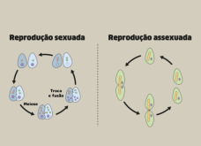 Angiosperma: reprodução sexuada