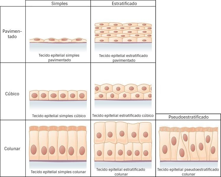 tipos de tecidos epiteliais