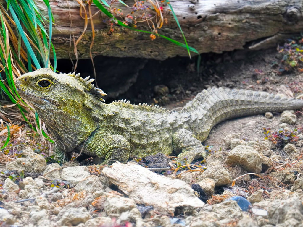 Tuatara
