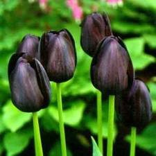 Tulipa Negra