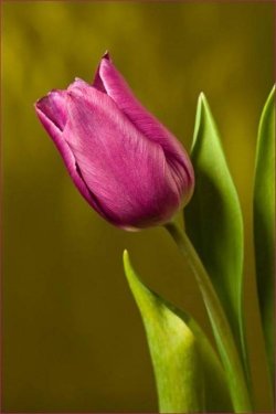 Tulipa roxa