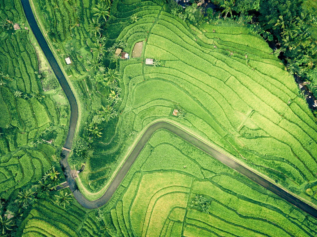 Vista de cima de uma plantação de arroz em uma montanha asiática