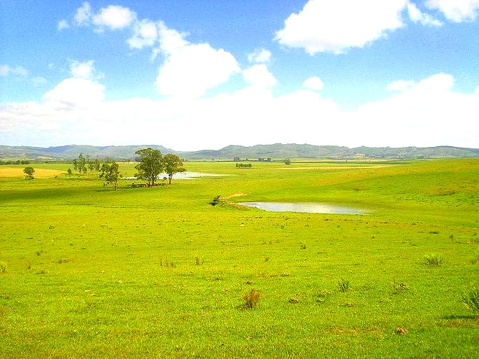 Pampa: características, bioma, fauna e flora - Significados