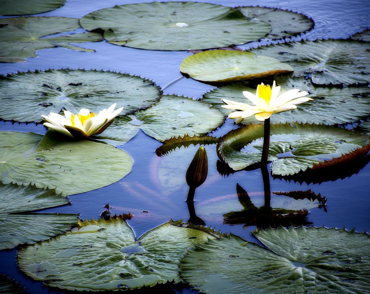 Vitoria Regia